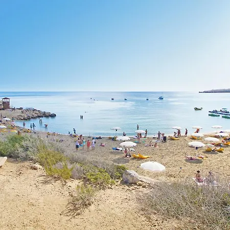 Camellia Ayia Napa
